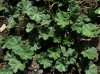 Malva neglecta Wallr.