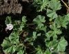 Malva neglecta Wallr.