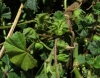 Malva neglecta Wallr.