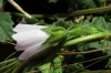 Malva neglecta Wallr.