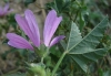 Malva sylvestris L.