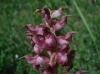 Anacamptis coriophora (L.) R.M.Bateman, Pridgeon & M.W.Chase