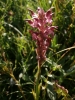 Anacamptis coriophora (L.) R.M.Bateman, Pridgeon & M.W.Chase