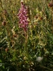 Anacamptis coriophora (L.) R.M.Bateman, Pridgeon & M.W.Chase