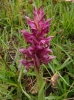 Anacamptis coriophora (L.) R.M.Bateman, Pridgeon & M.W.Chase