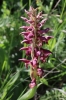 Anacamptis coriophora (L.) R.M.Bateman, Pridgeon & M.W.Chase