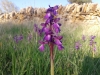 Anacamptis morio (L.) R.M.Bateman, Pridgeon & M.W.Chase