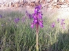 Anacamptis morio (L.) R.M.Bateman, Pridgeon & M.W.Chase