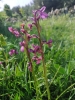 Anacamptis morio (L.) R.M.Bateman, Pridgeon & M.W.Chase