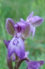 Anacamptis morio (L.) R.M.Bateman, Pridgeon & M.W.Chase subsp. picta (Loisel.) Jacquet & Scappat.