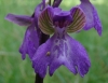 Anacamptis morio (L.) R.M.Bateman, Pridgeon & M.W.Chase subsp. picta (Loisel.) Jacquet & Scappat.