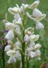 Anacamptis morio (L.) R.M.Bateman, Pridgeon & M.W.Chase subsp. picta (Loisel.) Jacquet & Scappat.