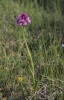 Anacamptis pyramidalis (L.) Rich.