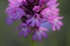 Anacamptis pyramidalis (L.) Rich.