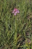 Anacamptis pyramidalis (L.) Rich.