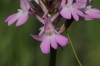 Anacamptis pyramidalis (L.) Rich.