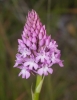 Anacamptis pyramidalis (L.) Rich.