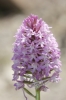 Anacamptis pyramidalis (L.) Rich.