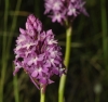 Anacamptis pyramidalis (L.) Rich.