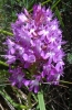 Anacamptis pyramidalis (L.) Rich.