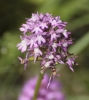 Anacamptis pyramidalis (L.) Rich.