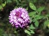 Anacamptis pyramidalis (L.) Rich.