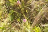 Anacamptis pyramidalis (L.) Rich.