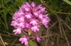 Anacamptis pyramidalis (L.) Rich.