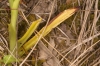 Anacamptis pyramidalis (L.) Rich.