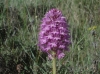 Anacamptis pyramidalis (L.) Rich.