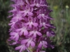 Anacamptis pyramidalis (L.) Rich.