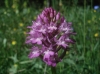 Anacamptis pyramidalis (L.) Rich.