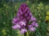 Anacamptis pyramidalis (L.) Rich.