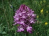 Anacamptis pyramidalis (L.) Rich.