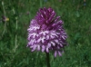 Anacamptis pyramidalis (L.) Rich.