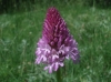 Anacamptis pyramidalis (L.) Rich.