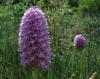 Anacamptis pyramidalis (L.) Rich.