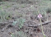 Anacamptis pyramidalis (L.) Rich.