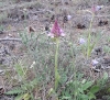 Anacamptis pyramidalis (L.) Rich.