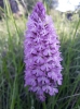 Anacamptis pyramidalis (L.) Rich.