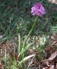 Anacamptis pyramidalis (L.) Rich.