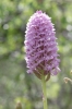 Anacamptis pyramidalis (L.) Rich.