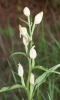 Cephalanthera damasonium (Mill.) Druce