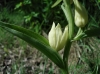 Cephalanthera damasonium (Mill.) Druce