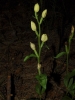 Cephalanthera damasonium (Mill.) Druce