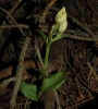 Cephalanthera damasonium (Mill.) Druce