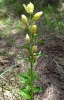 Cephalanthera damasonium (Mill.) Druce