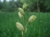 Cephalanthera damasonium (Mill.) Druce