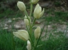 Cephalanthera damasonium (Mill.) Druce