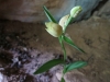 Cephalanthera damasonium (Mill.) Druce